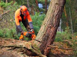 Best Emergency Tree Removal  in Liberty Hill, TX